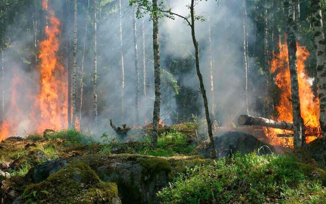 Instituciones de la sociedad civil expresan el clamor frente a los incendios forestales, envian una carta pública a los tres Órganos del Estado.